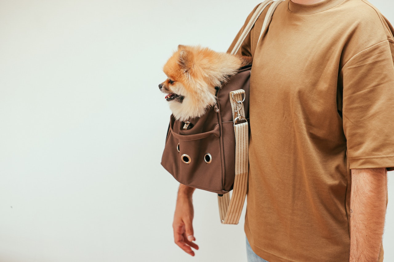 The 7 Best Dog Travel Bags For Your Furry Companion Mappels